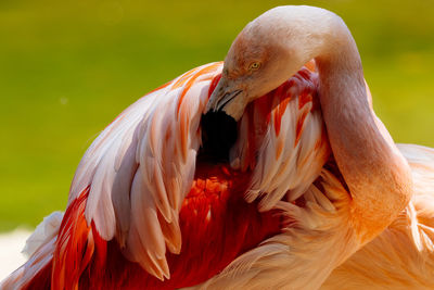 Close-up of flamingo preening