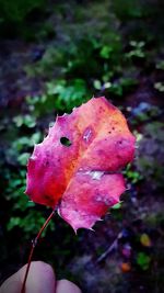 Close-up of hand on pink leaf