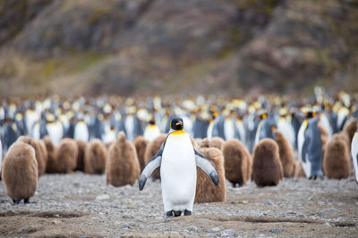 View of birds on rocks