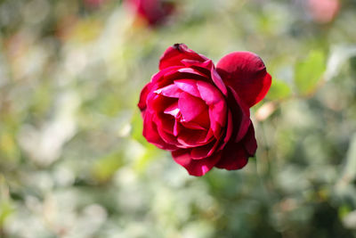 Close-up of red rose