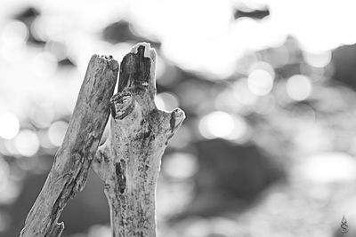 Close-up of tree trunk