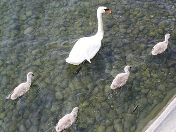 High angle view of swans swimming in lake