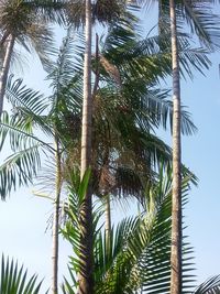 Low angle view of palm tree against sky