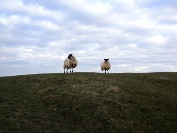 Sheep in a field