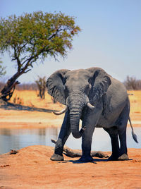 Side view of elephant in lake against clear sky