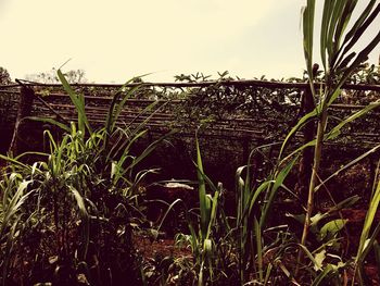 Close-up of grass growing in field