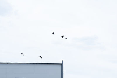 bird