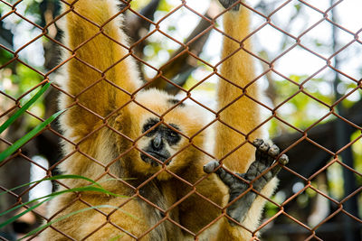 View of monkey in cage at zoo