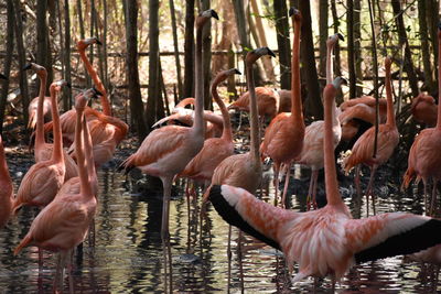 Flamingos in lake