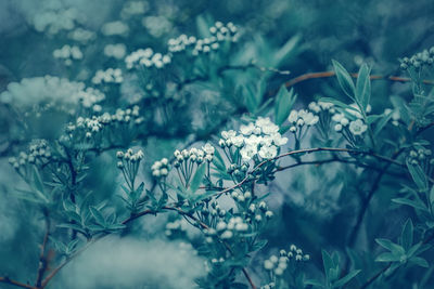 White flowers blooming outdoors