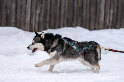 Full length of a dog on snow covered land