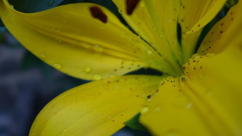 Close-up of wet yellow flower