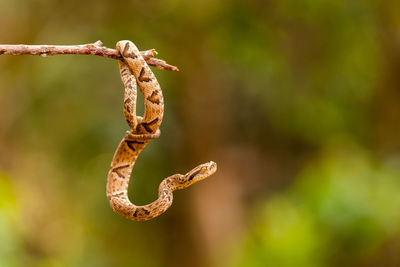 Close-up of snake hanging on stem