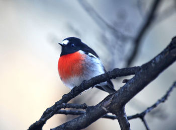 Close-up of songbird perching on tree branch