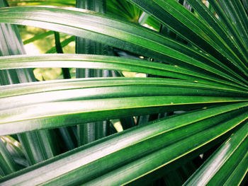 Close-up of palm leaf