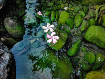 High angle view of lotus floating on water