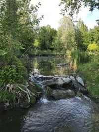 Scenic view of river flowing in forest