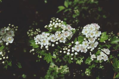 Close-up of white flowering plant