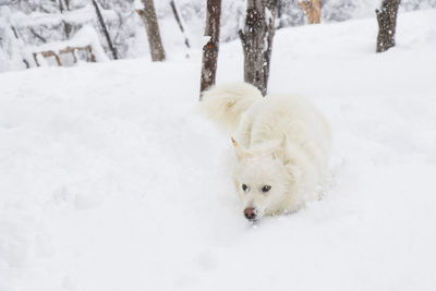 White dog, danish spitz plays in snow, domestic animal