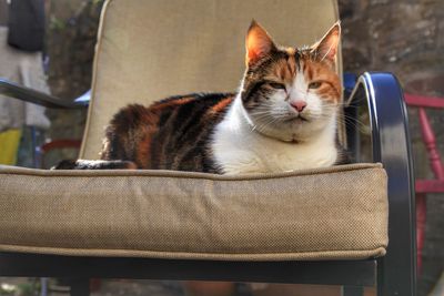 Close-up of a cat resting on chair