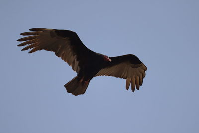 Low angle view of eagle flying against clear sky