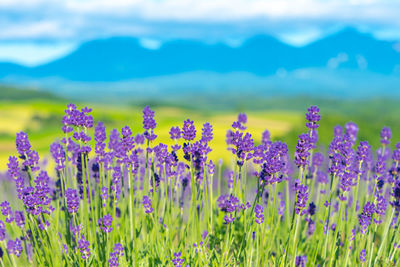 Close-up of purple flowering plants on field