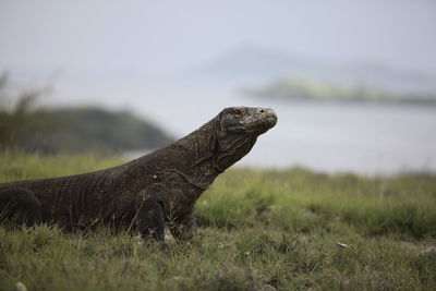 Komodo dragon on grassy field