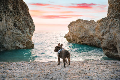 Dog standing on rock by sea against sky during sunset