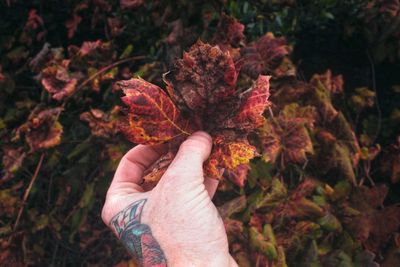 Cropped image of tattooed hand holding autumn leaves