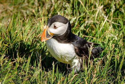 Close-up of a duck on field