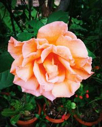 Close-up of flower blooming outdoors