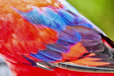 Close-up of parrot