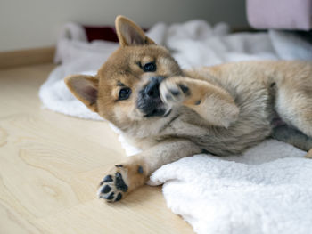 Close-up of dog lying on bed at home