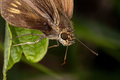 Close-up of butterfly