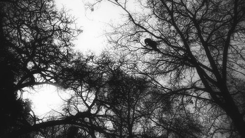 Low angle view of trees against sky