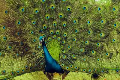 Indian peacock or indian peafowl male spreading  beautiful tail. 