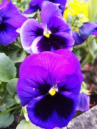 Close-up of purple flowers blooming outdoors