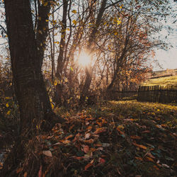 Trees growing on field during autumn