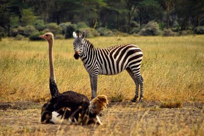 Zebras standing on grass