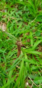 Close-up of butterfly on grass