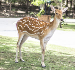 Deer standing in a field