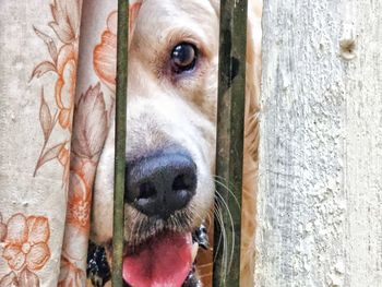 Close-up portrait of a dog