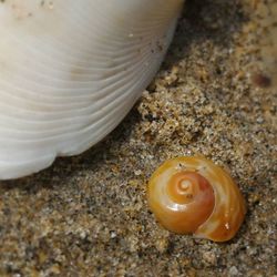 Close-up of snail shell on ground