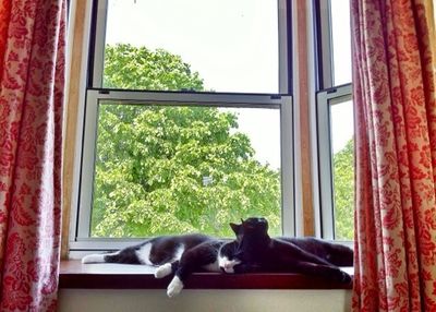 domestic animals