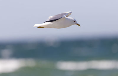 Seagull flying in the sea