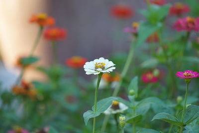 Close-up of flowering plant