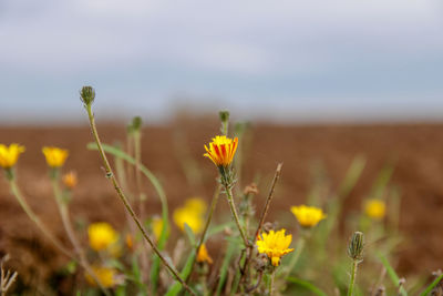 Close-up of yellow flowering plant on field