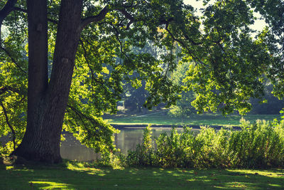 Sunlight streaming through trees in park