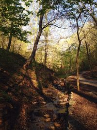 Trees in forest