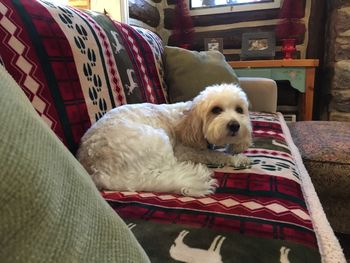 Dog relaxing on sofa at home